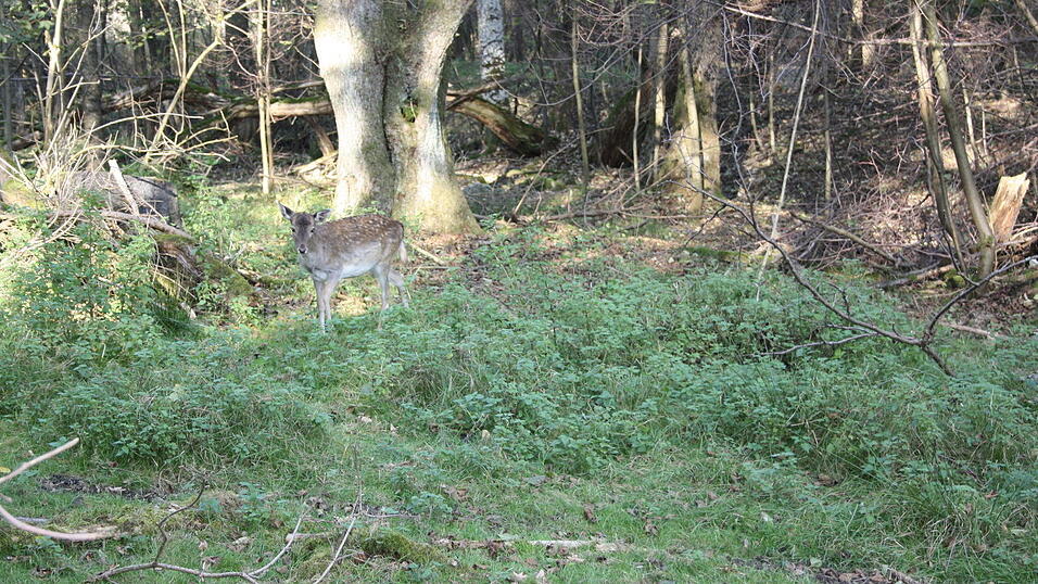 In dem rund fünf Hektar großen Wildnisgelände leben Rehe, Hirsche, Wildkatzen und Luchse.