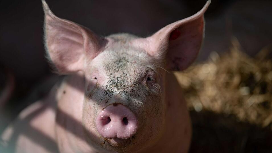 Die Polizei konnte die tierischen Ausrei&szlig;er wohlbehalten ihrem Besitzer &uuml;bergeben. (Symbolbild)