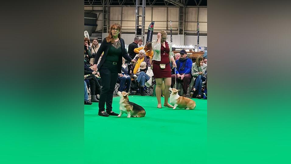 Züchterin Patricia Richter mit Bonnie Belle auf dem grünen Teppich, der für Hundezüchter die Welt bedeutet. Züchterin Patricia Richter mit Bonnie Belle auf dem grünen Teppich, der für Hundezüchter die Welt bedeutet.