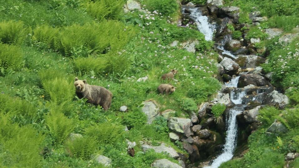 Eine B&auml;rin geht mit ihrem Nachwuchs durch ein Tal in der Westtatra in der Slowakei. Nach offiziellen Z&auml;hlungen gibt es in der Slowakei rund 1.200 freilebende B&auml;ren. (Archivbild)