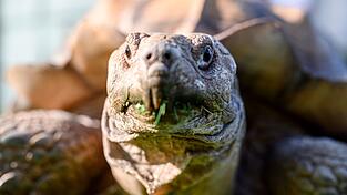 Spornschildkr&ouml;ten sind die gr&ouml;&szlig;ten auf dem Festland lebende Landschildkr&ouml;tenart Afrikas. (Symbolbild)