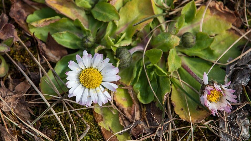 Die Natur zum Frühlingsanfang in Straubing - eine Fototour.