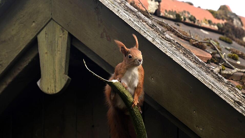 &Uuml;ber eine flache Schale gef&uuml;llt mit frischem Wasser freuen sich Eichh&ouml;rnchen bei Hitze. (Archivbild)