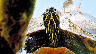 Eine Nahaufnahme zeigt, woher die ausgesetzten Schildkr&ouml;ten ihren Namen haben.