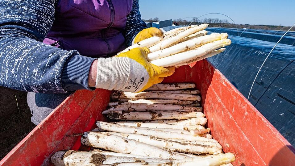 Die bayerische Spargelsaison soll noch im März beginnen. (Archivbild)