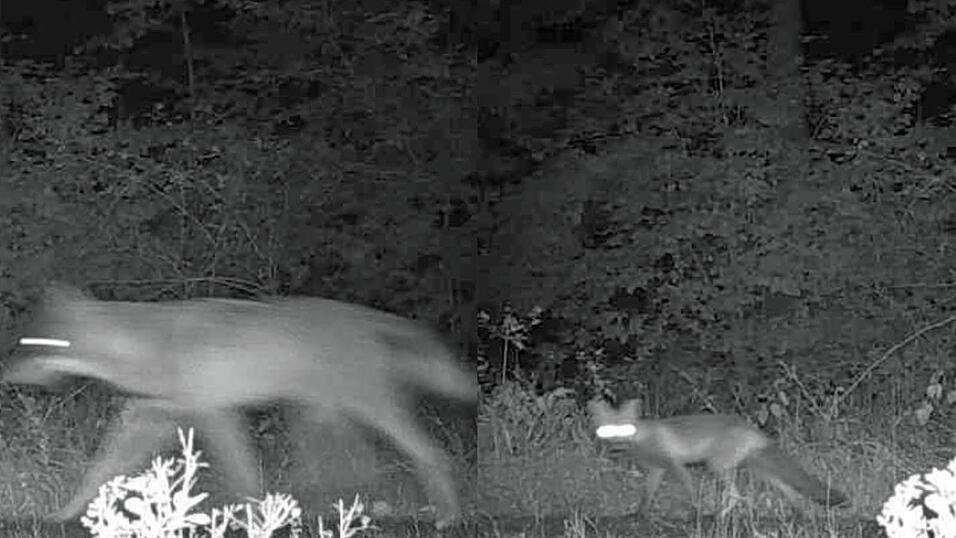 Um den Größenunterschied zwischen Wolf und Fuchs darzustellen, hat der Luchs- und Wolfskoordinator der BJV-Kreisgruppe Bad Kötzting ein Vergleichsfoto Wolf-Fuchs angefertigt. Dazu wurden zwei Bilder übereinandergelegt, die mit derselben Wildkamera und aus demselben Winkel aufgenommen wurden. Die Kombination zeigt den tatsächlichen Größenunterschied zwischen den beiden Tieren deutlich. Um den Größenunterschied zwischen Wolf und Fuchs darzustellen, hat der Luchs- und Wolfskoordinator der BJV-Kreisgruppe Bad Kötzting ein Vergleichsfoto Wolf-Fuchs angefertigt. Dazu wurden zwei Bilder übereinandergelegt, die mit derselben Wildkamera und aus demselben Winkel aufgenommen wurden. Die Kombination zeigt den tatsächlichen Größenunterschied zwischen den beiden Tieren deutlich.