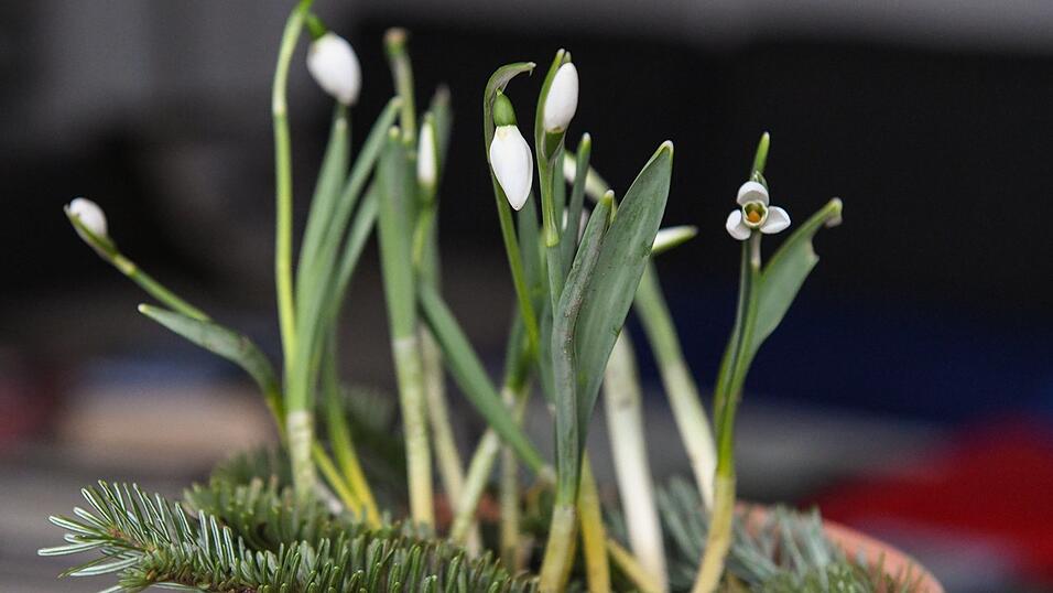 Schneegl&ouml;ckchen sind die hei&szlig; ersehnten Fr&uuml;hlingsboten nach dem Lockdown-Winter.  Foto: Harald Oppitz