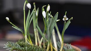 Schneegl&ouml;ckchen sind die hei&szlig; ersehnten Fr&uuml;hlingsboten nach dem Lockdown-Winter.  Foto: Harald Oppitz