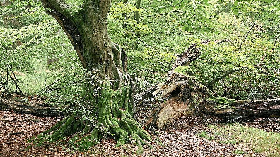 Statt 'Reinkultur' pflanze man heute mindestens vier verschiedene Arten an, was zu einem viel stabileren Wald führe, sagt Jan-Paul Schmidt, Sprecher der Bayerischen Staatsforsten. Statt 'Reinkultur' pflanze man heute mindestens vier verschiedene Arten an, was zu einem viel stabileren Wald führe, sagt Jan-Paul Schmidt, Sprecher der Bayerischen Staatsforsten.