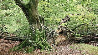Statt 'Reinkultur' pflanze man heute mindestens vier verschiedene Arten an, was zu einem viel stabileren Wald führe, sagt Jan-Paul Schmidt, Sprecher der Bayerischen Staatsforsten.