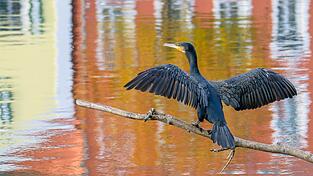 Beim Maxwehr in Landshut fühlen sich seit einiger Zeit Kormorane wohl. Beim Maxwehr in Landshut fühlen sich seit einiger Zeit Kormorane wohl.
