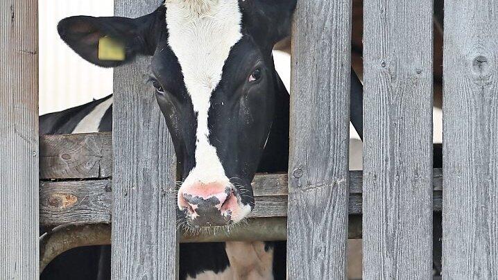 Gegen drei Rinderhalter im selben Ort wiegen die Vorwürfe der Tierquälerei schwer. Gegen drei Rinderhalter im selben Ort wiegen die Vorwürfe der Tierquälerei schwer.