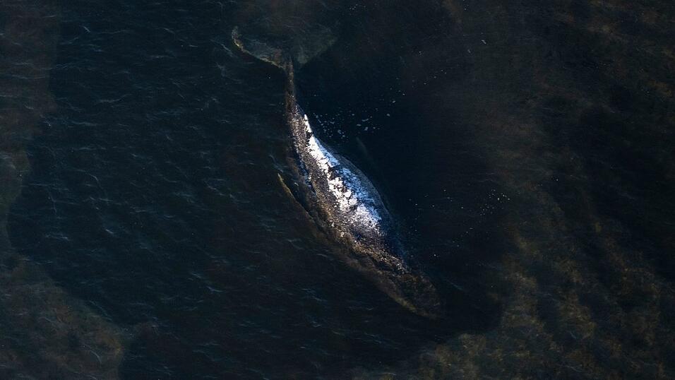 Der Buckelwal liegt in einer ausgesp&uuml;lten Wanne vor der Insel Poel.