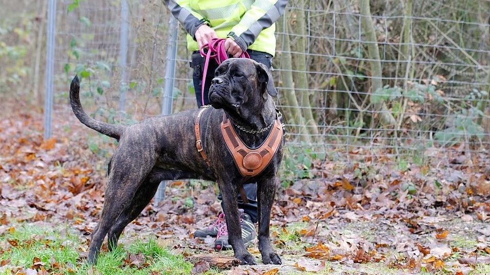 Das Mantrailing als Hundesport ist eine spezialisierte Form der Personensuche.