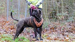 Das Mantrailing als Hundesport ist eine spezialisierte Form der Personensuche.