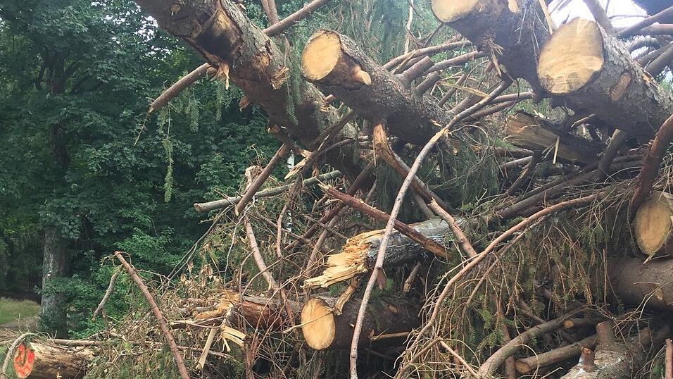 Bei Pemfling f&uuml;hren die Staatsforsten aktuell Waldbauarbeiten durch.
