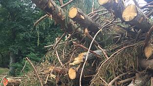 Bei Pemfling f&uuml;hren die Staatsforsten aktuell Waldbauarbeiten durch.