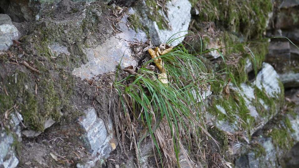Wunderschönes Ausflugsziel in Passau: die Halser Ilzschleifen. Wunderschönes Ausflugsziel in Passau: die Halser Ilzschleifen.