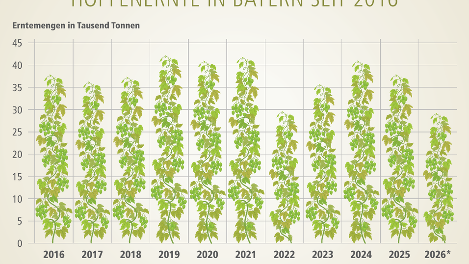 Nicht jedes Jahr wachsen die Hopfen in derHallertau und in Spalt in den Himmel. Nicht jedes Jahr wachsen die Hopfen in derHallertau und in Spalt in den Himmel.