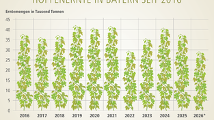 Nicht jedes Jahr wachsen die Hopfen in derHallertau und in Spalt in den Himmel. Nicht jedes Jahr wachsen die Hopfen in derHallertau und in Spalt in den Himmel.