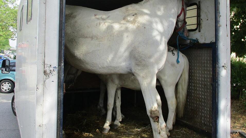 Sechs Pferde waren in den kleinen Transporter gepfercht. Sechs Pferde waren in den kleinen Transporter gepfercht.