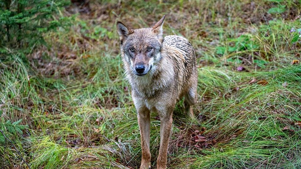Insgesamt gibt es in Bayern aktuell 14 Wolfsgebiete, unter anderem im Altmühltal, im Bayerischen Wald und in den Allgäuer Alpen. (Symbolbild) Insgesamt gibt es in Bayern aktuell 14 Wolfsgebiete, unter anderem im Altmühltal, im Bayerischen Wald und in den Allgäuer Alpen. (Symbolbild)