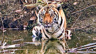 Innerhalb weniger Wochen starben in Nordthailand Dutzende Tiger - offenbar an einem Virus. (Archivbild)