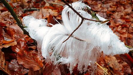 &bdquo;Haareis&ldquo; hat Bernd-Jochen Lindner-Haag in diesem Bild vor die Linse bekommen.
