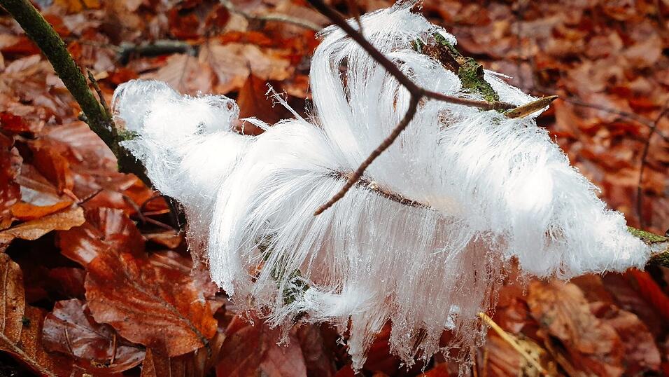 &bdquo;Haareis&ldquo; hat Bernd-Jochen Lindner-Haag in diesem Bild vor die Linse bekommen.