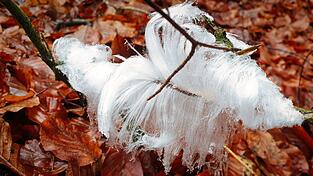 &bdquo;Haareis&ldquo; hat Bernd-Jochen Lindner-Haag in diesem Bild vor die Linse bekommen.