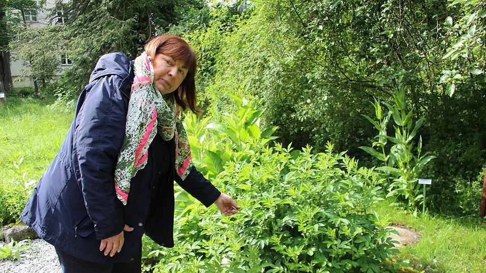 Beate Seitz-Weinzierl fühlt sich wohl in der Natur, besonders im Kräutergarten im Schloss Wiesenfelden. Dort wachsen unter anderem Kräuter nach Hildegard von Bingen und die gängigen Bachblüten-Pflanzen. Beate Seitz-Weinzierl fühlt sich wohl in der Natur, besonders im Kräutergarten im Schloss Wiesenfelden. Dort wachsen unter anderem Kräuter nach Hildegard von Bingen und die gängigen Bachblüten-Pflanzen.
