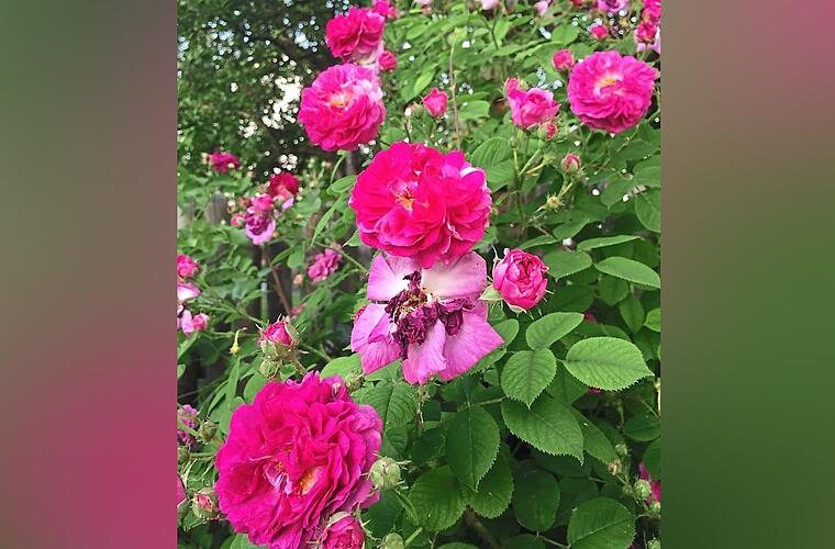 100 verschiedene Rosensorten im Garten