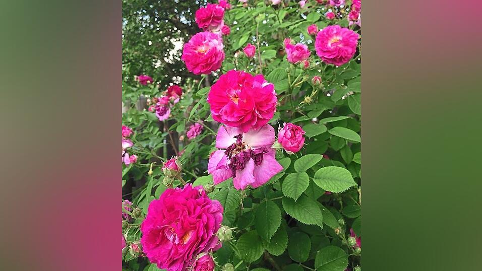 Die Rose Himmelsauge. Die Rose Himmelsauge.