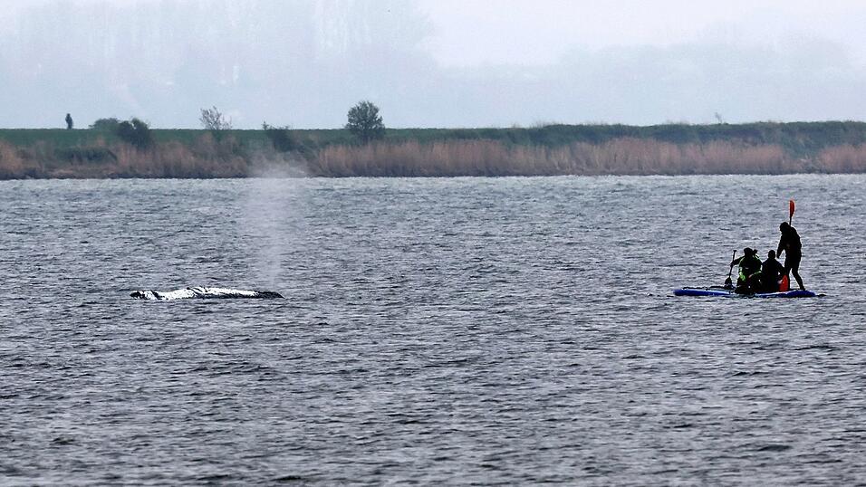 Tag vier der Rettungsaktion - unter anderem wurde eine Rinne vom tieferen Wasser zum Wal hergestellt, indem Schlick weggesaugt wurde.