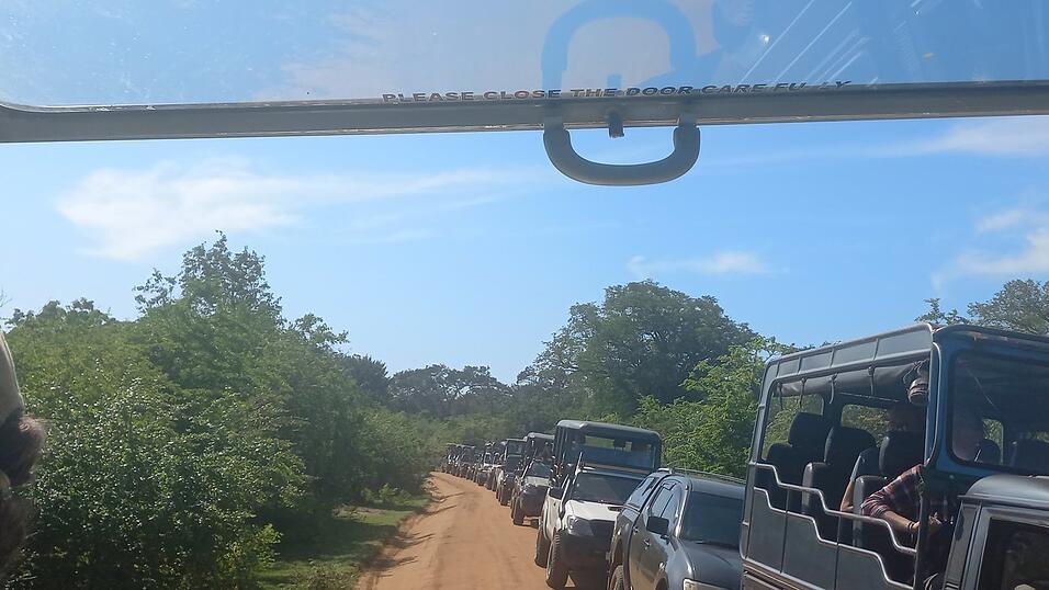 Fotos von Katis Safari im Yala-Nationalpark. Dabei sah die Weltreisende viele wilde Tiere, war aber von vielen anderen Fahrzeugen umgeben.