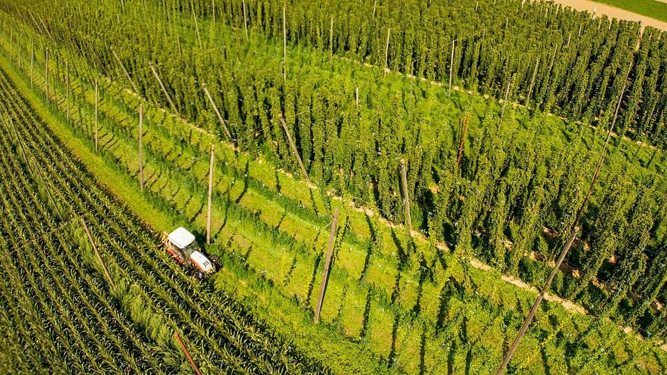 In der Hallertau wächst ein Großteil des in Deutschland angebauten Hopfens. (Archivbild) In der Hallertau wächst ein Großteil des in Deutschland angebauten Hopfens. (Archivbild)