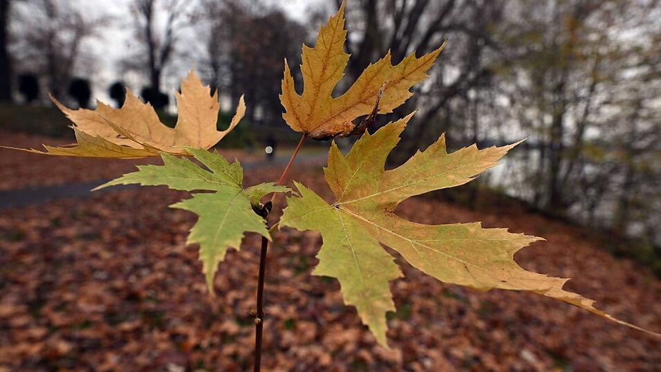 Der Deutsche Wetterdienst gibt seine Bilanz für den Herbst bekannt. (Symbolbild) Der Deutsche Wetterdienst gibt seine Bilanz für den Herbst bekannt. (Symbolbild)