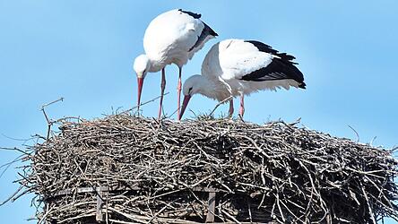 Das Geiselhöringer Storchenpaar prüft gemeinsam die Horstmulde.