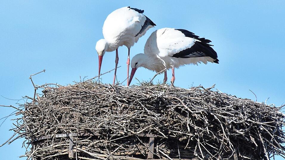 Das Geiselhöringer Storchenpaar prüft gemeinsam die Horstmulde. Das Geiselhöringer Storchenpaar prüft gemeinsam die Horstmulde.