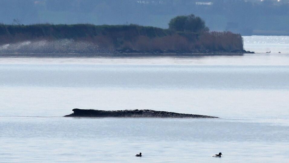 Ein neuer Rettungsversuch ist geplant.