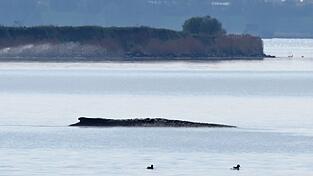 Ein neuer Rettungsversuch ist geplant.