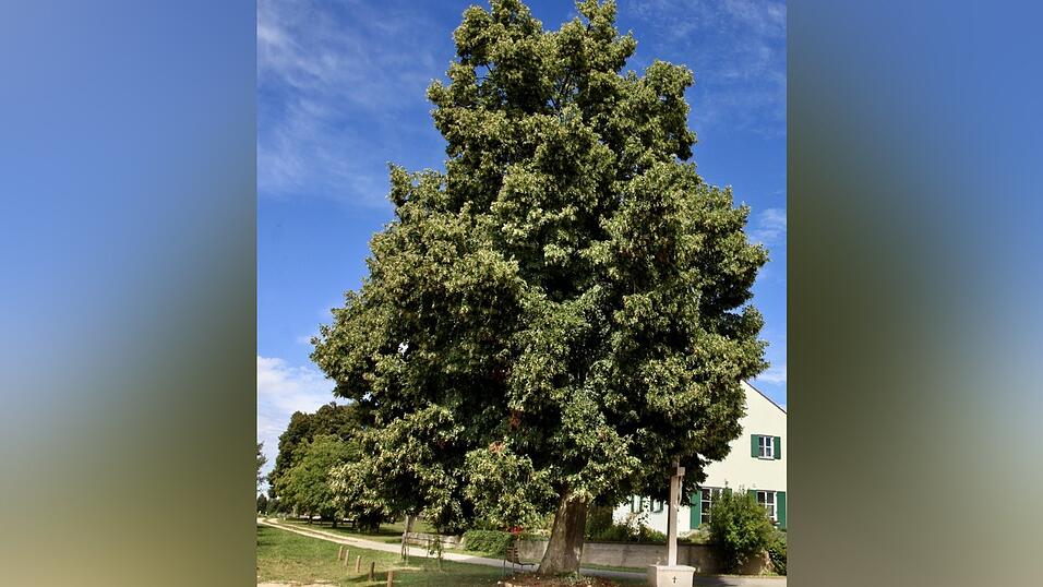Eine mächtige Linde als Haus- und Hofbaum. Eine mächtige Linde als Haus- und Hofbaum.