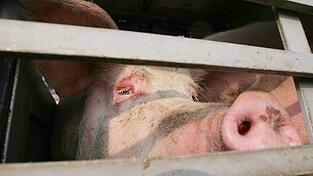 Auf der A70 mussten 160 Schweine in einen anderen Transporter umgeladen werden. (Symbolbild) Auf der A70 mussten 160 Schweine in einen anderen Transporter umgeladen werden. (Symbolbild)