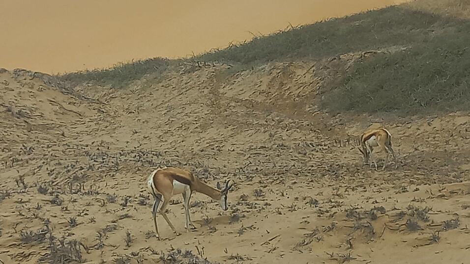 Eine Safari-Tour hat leider nicht geklappt, dafür hat Kati an der Küste unter anderem Flamingos, Seelöwen und Springböcke gesehen. 