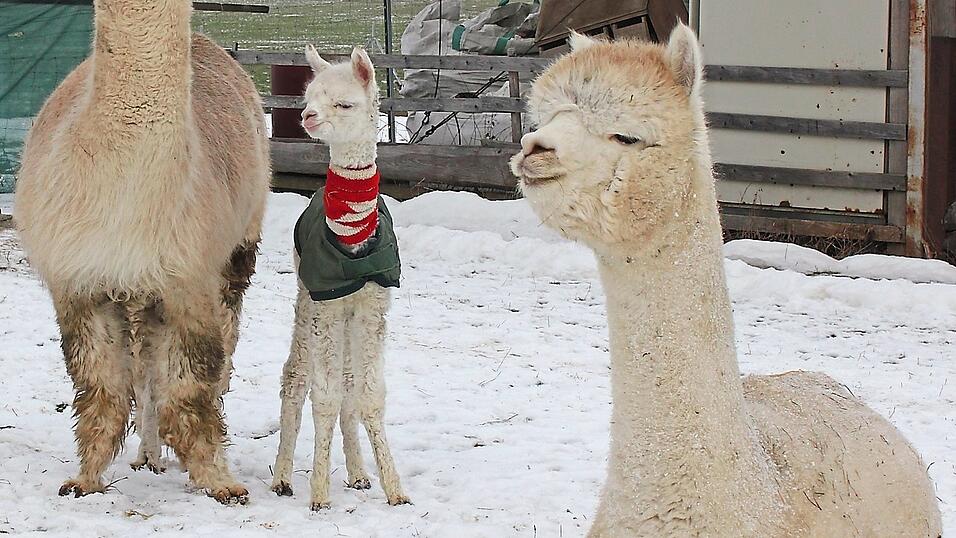Der kleine Levander ist das ältere der beiden Fohlen, die derzeit in Trefling die Welt kennenlernen. Der kleine Levander ist das ältere der beiden Fohlen, die derzeit in Trefling die Welt kennenlernen.