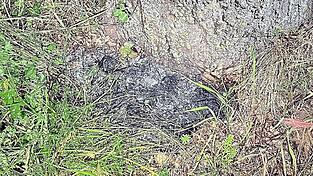 Der vom Blitz getroffene Baum. Die Wurzeln sind total verkohlt.