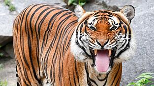 Indochinesische Tiger sind in freier Wildbahn sehr selten geworden. (Archivbild) Indochinesische Tiger sind in freier Wildbahn sehr selten geworden. (Archivbild)