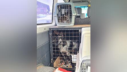 Die Hunde sollten laut Polizei in den Niederlanden verkauft werden.&nbsp;