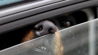 Es ist ein leidiges Thema: Immer wieder lassen Hundebesitzer ihre Tiere auch bei hohen Außentemperaturen im Auto zurück - ohne an die Konsequenzen zu denken. (Symbolbild) Es ist ein leidiges Thema: Immer wieder lassen Hundebesitzer ihre Tiere auch bei hohen Außentemperaturen im Auto zurück - ohne an die Konsequenzen zu denken. (Symbolbild)