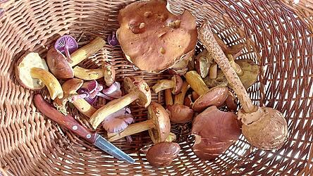 Sammler sollten ihre Ausbeute immer prüfen lassen.